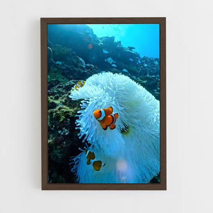 ap-clownfish-6 cadre Bois foncé
