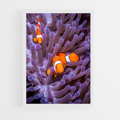 ap-clownfish-8 cadre Blanc