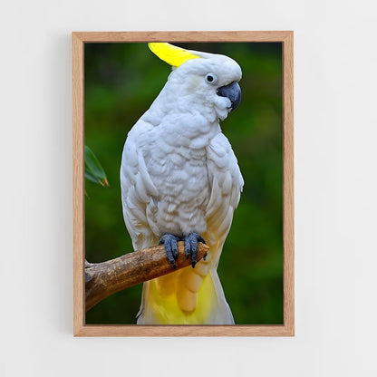 ap-cockatoo-4 cadre Bois clair