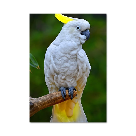 Poster Cockatoo Glamour