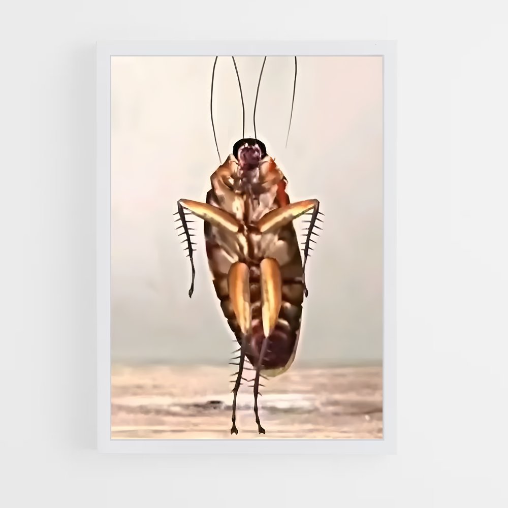 ap-cockroach-2 cadre Blanc