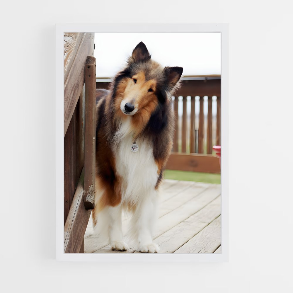 ap-collie-1 cadre Blanc