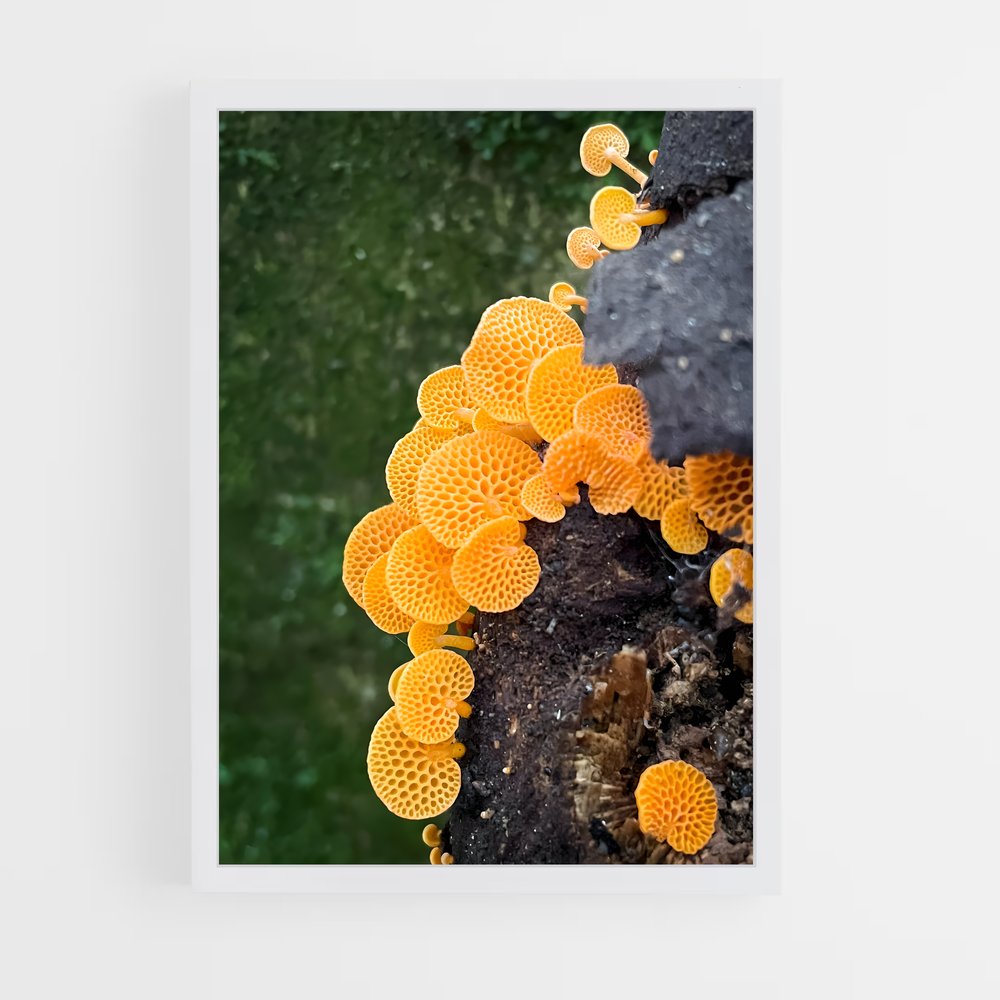 ap-coral fungus-4 cadre Blanc