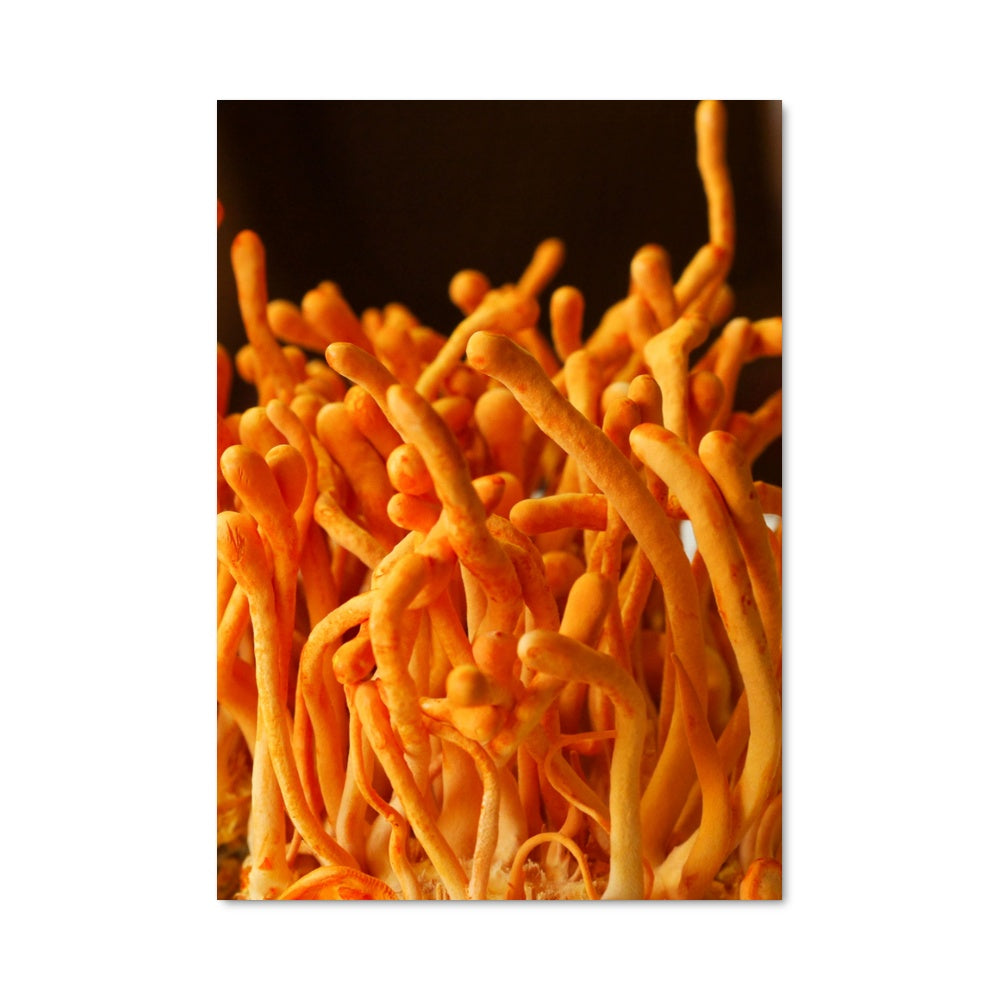 Poster Frites Épicées