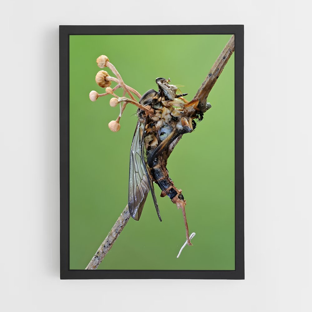 ap-cordyceps-2 cadre Noir
