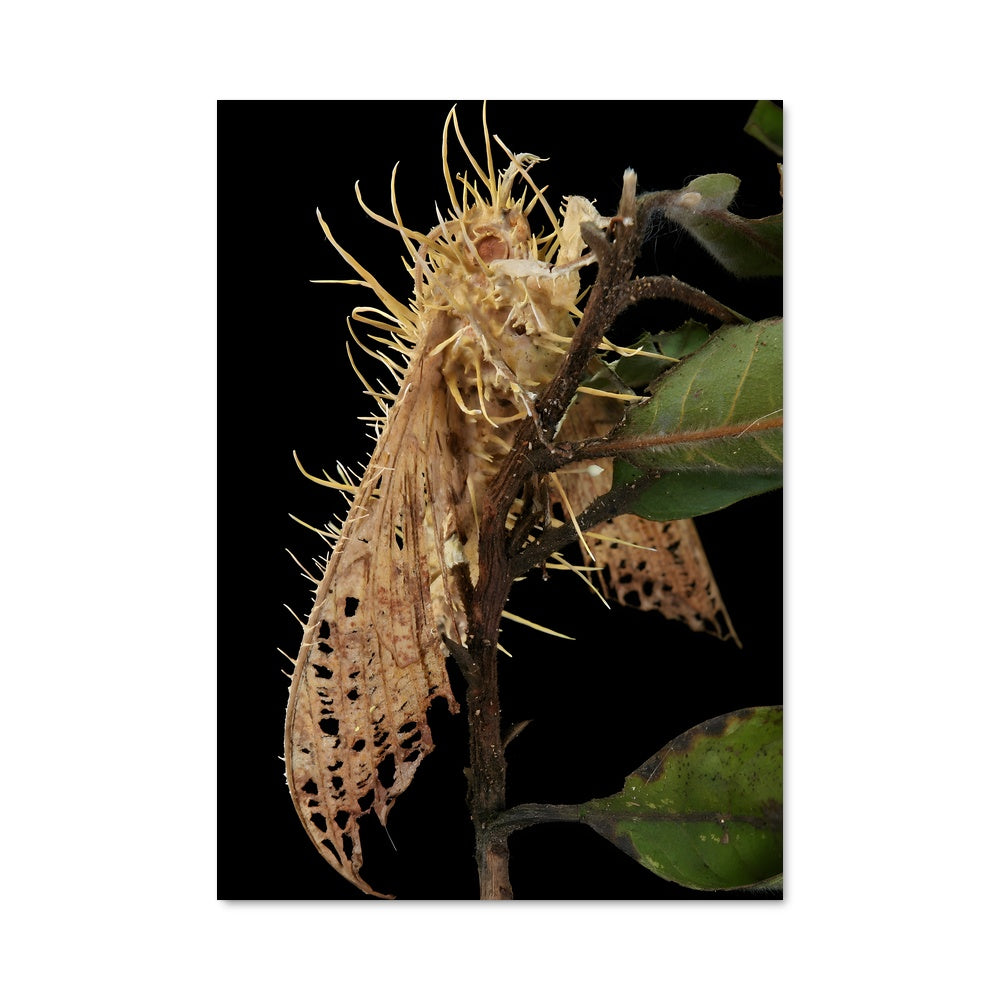 Poster Symbiose Naturelle