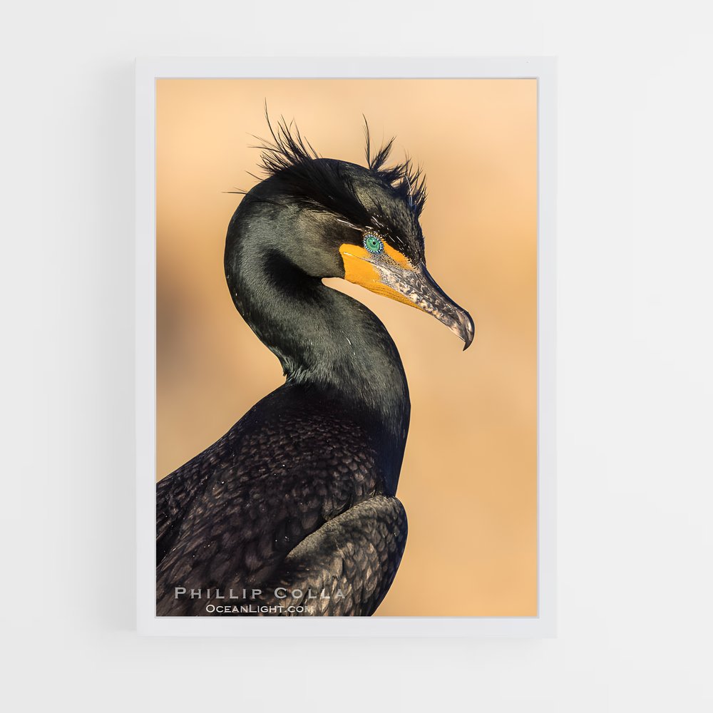 ap-cormorant-1 cadre Blanc