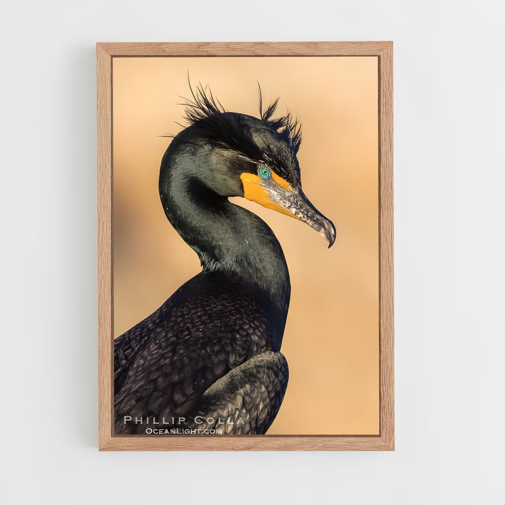 ap-cormorant-1 cadre Bois clair
