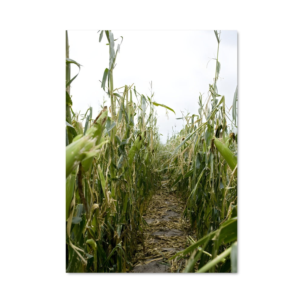 Poster Sentier de Maïs