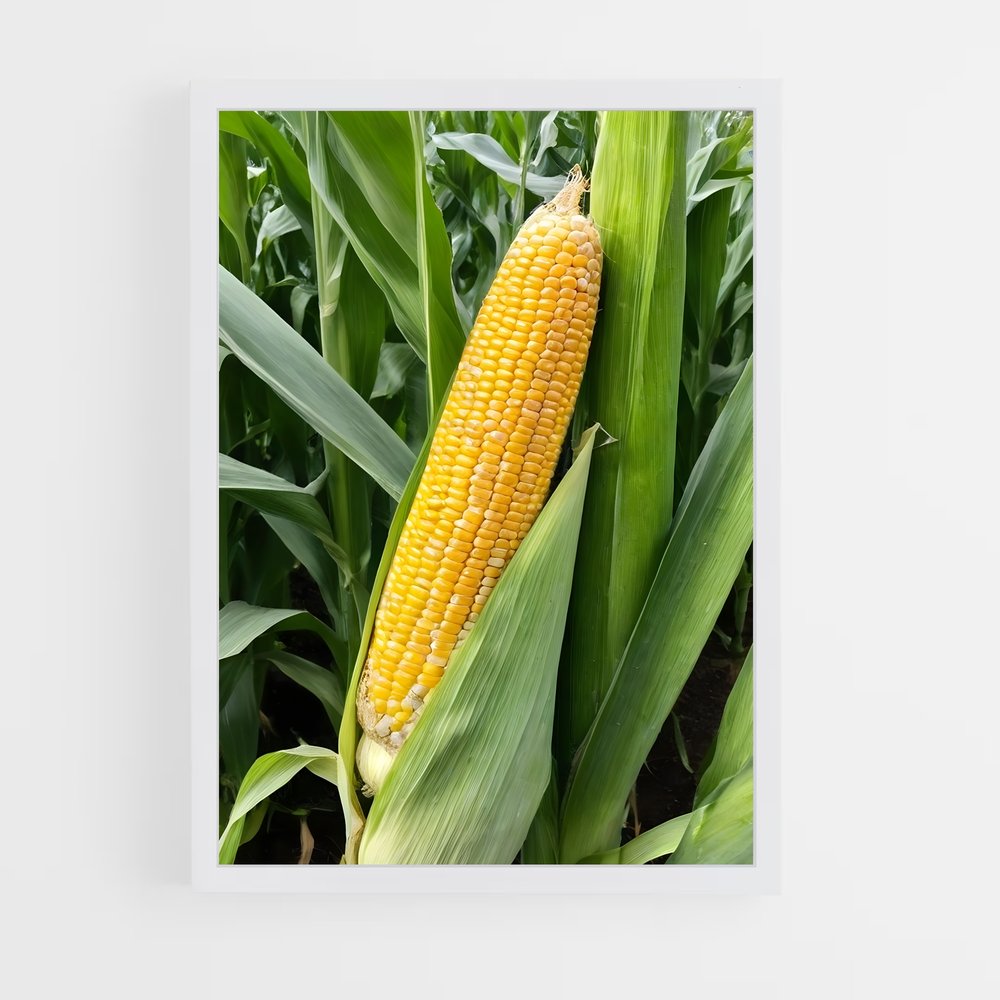ap-corn-7 cadre Blanc