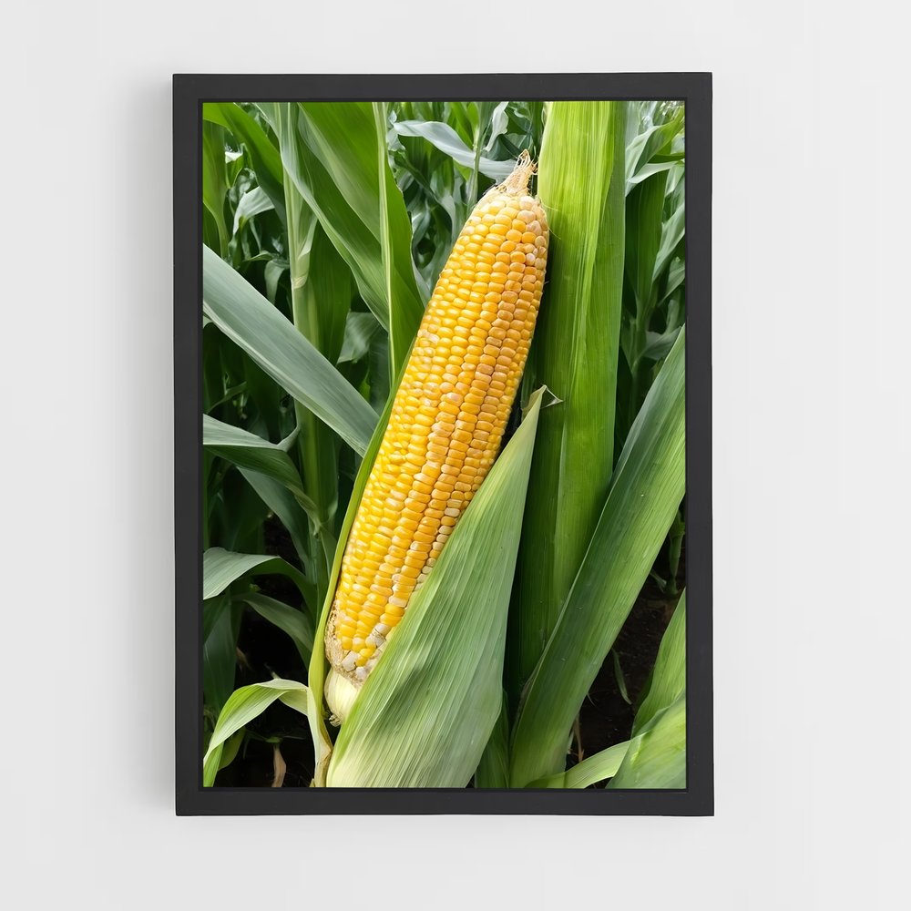 ap-corn-7 cadre Noir