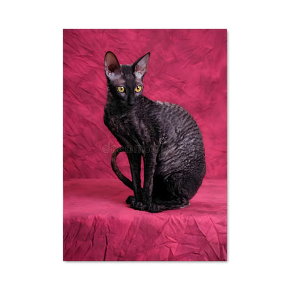 Poster Rex Noir