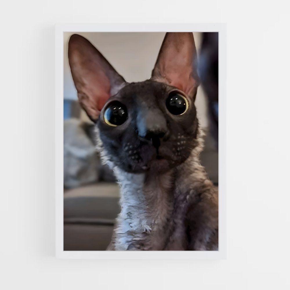 ap-cornish rex-2 cadre Blanc