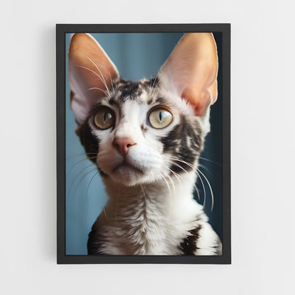 ap-cornish rex-3 cadre Noir