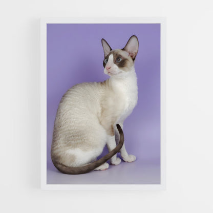 ap-cornish rex-4 cadre Blanc