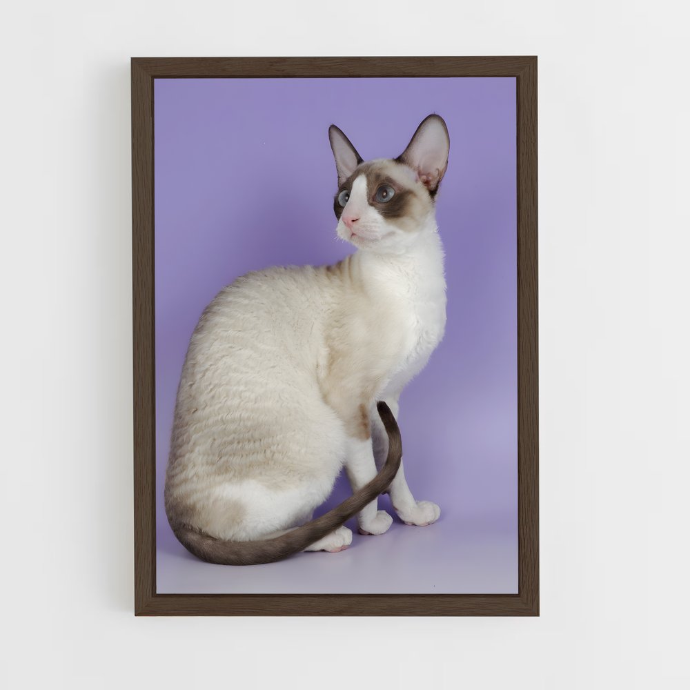 ap-cornish rex-4 cadre Bois foncé