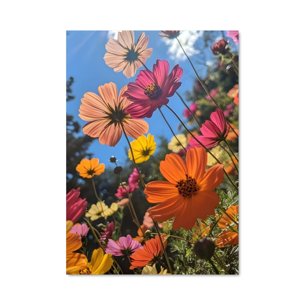 Poster Fleurs de Cosmos
