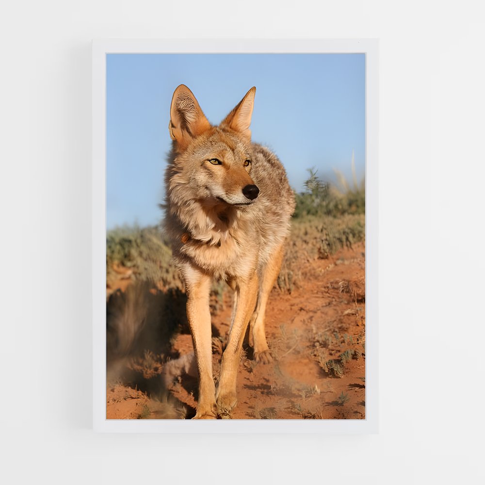 ap-coyote-4 cadre Blanc