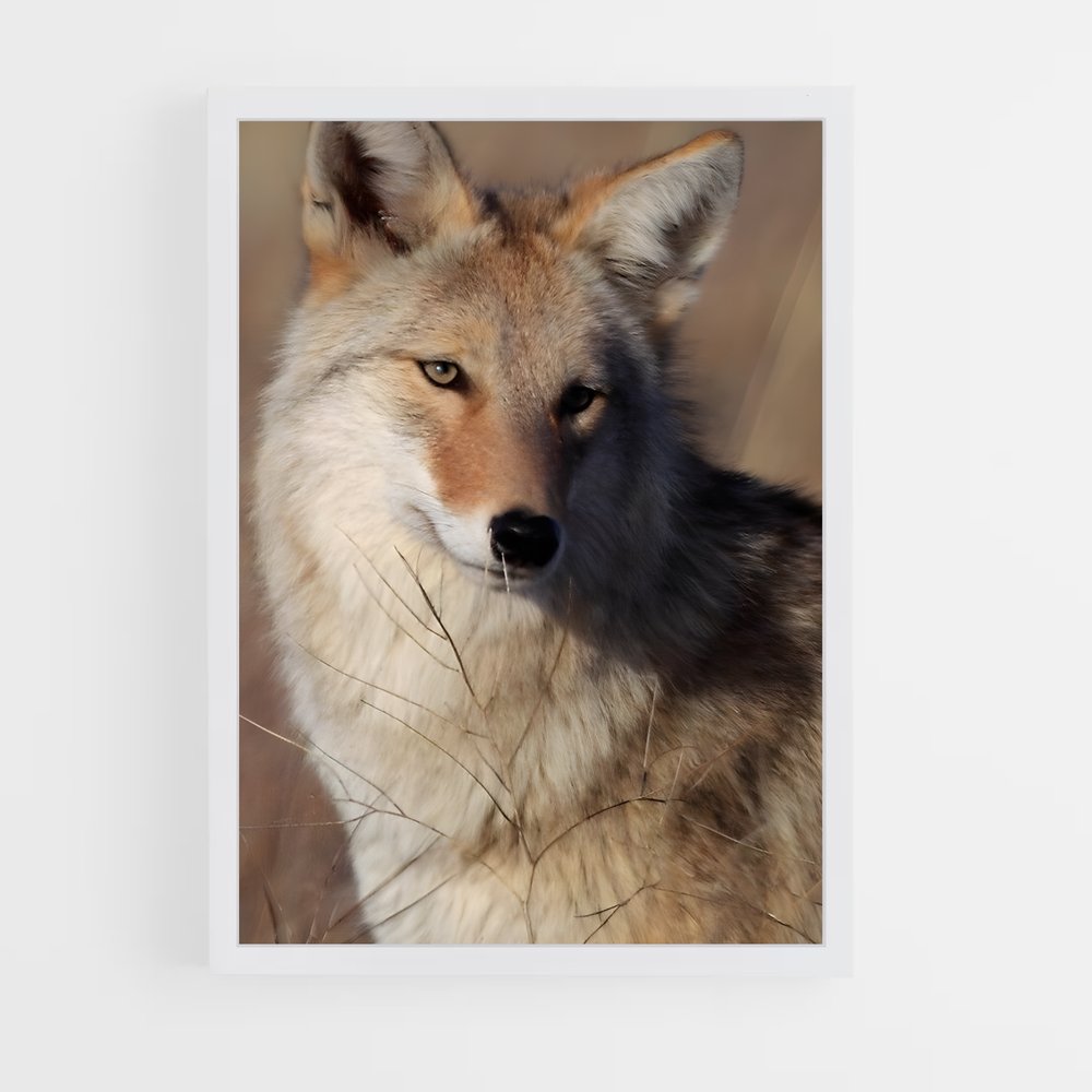 ap-coyote-5 cadre Blanc