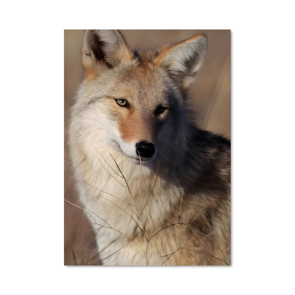 Poster Regard de Coyote