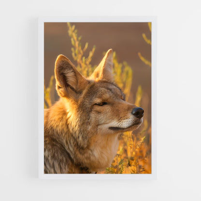 ap-coyote-6 cadre Blanc
