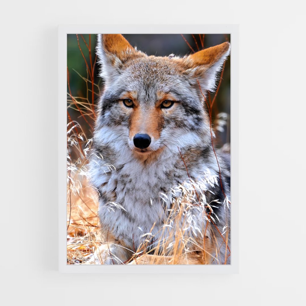 ap-coyote-9 cadre Blanc