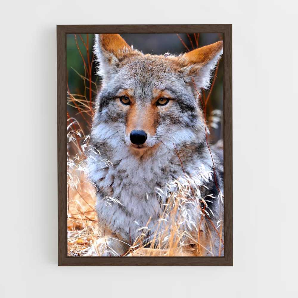 ap-coyote-9 cadre Bois foncé