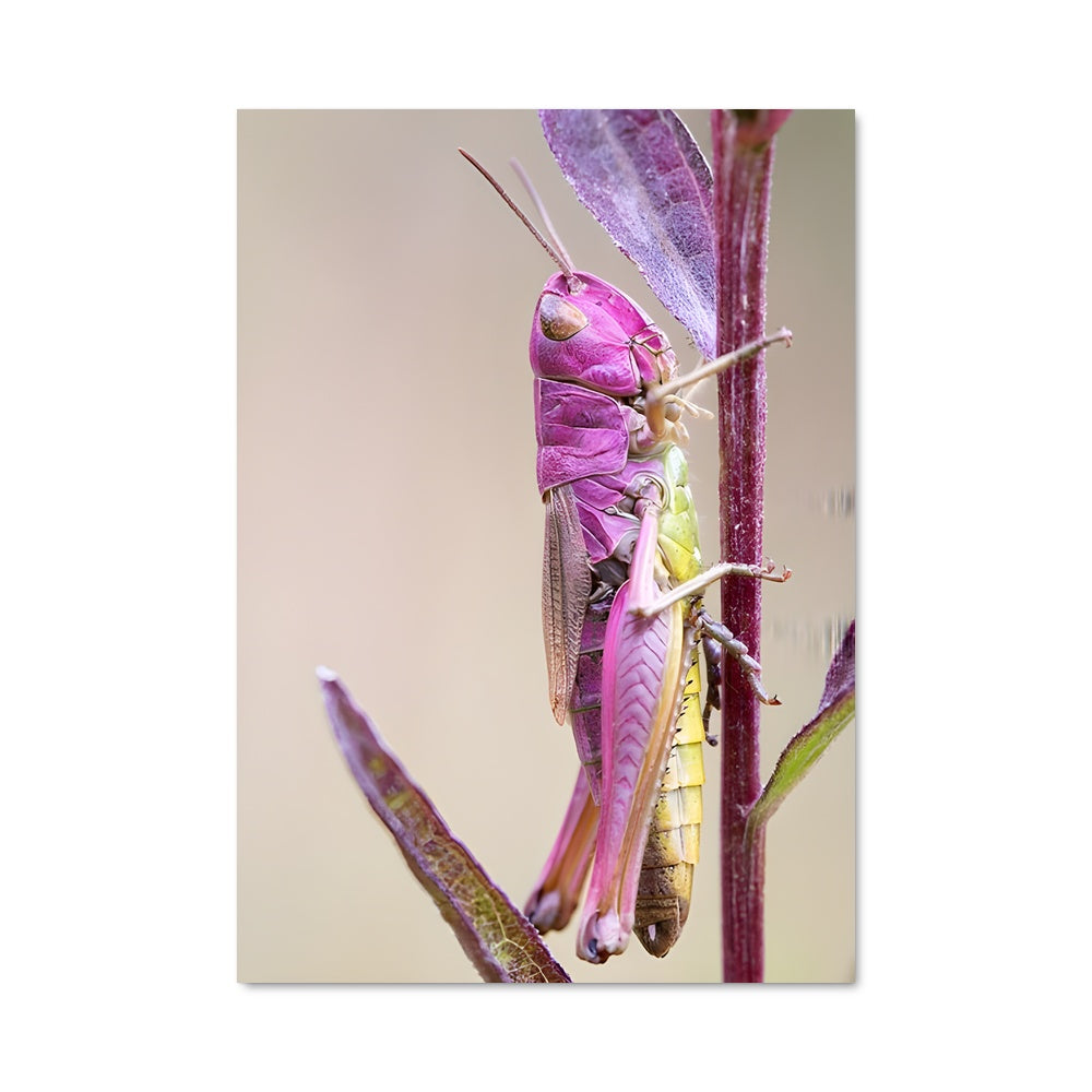 Poster Saut de Grenouille