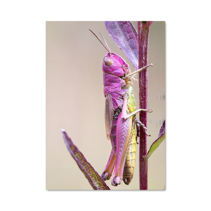 Poster Saut de Grenouille