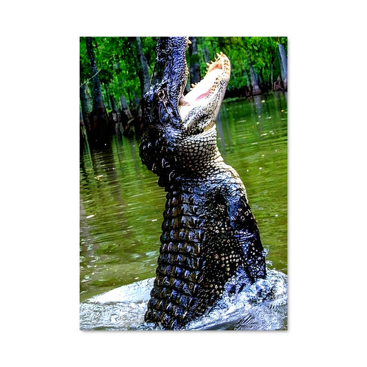 Poster Crocodile Enragé