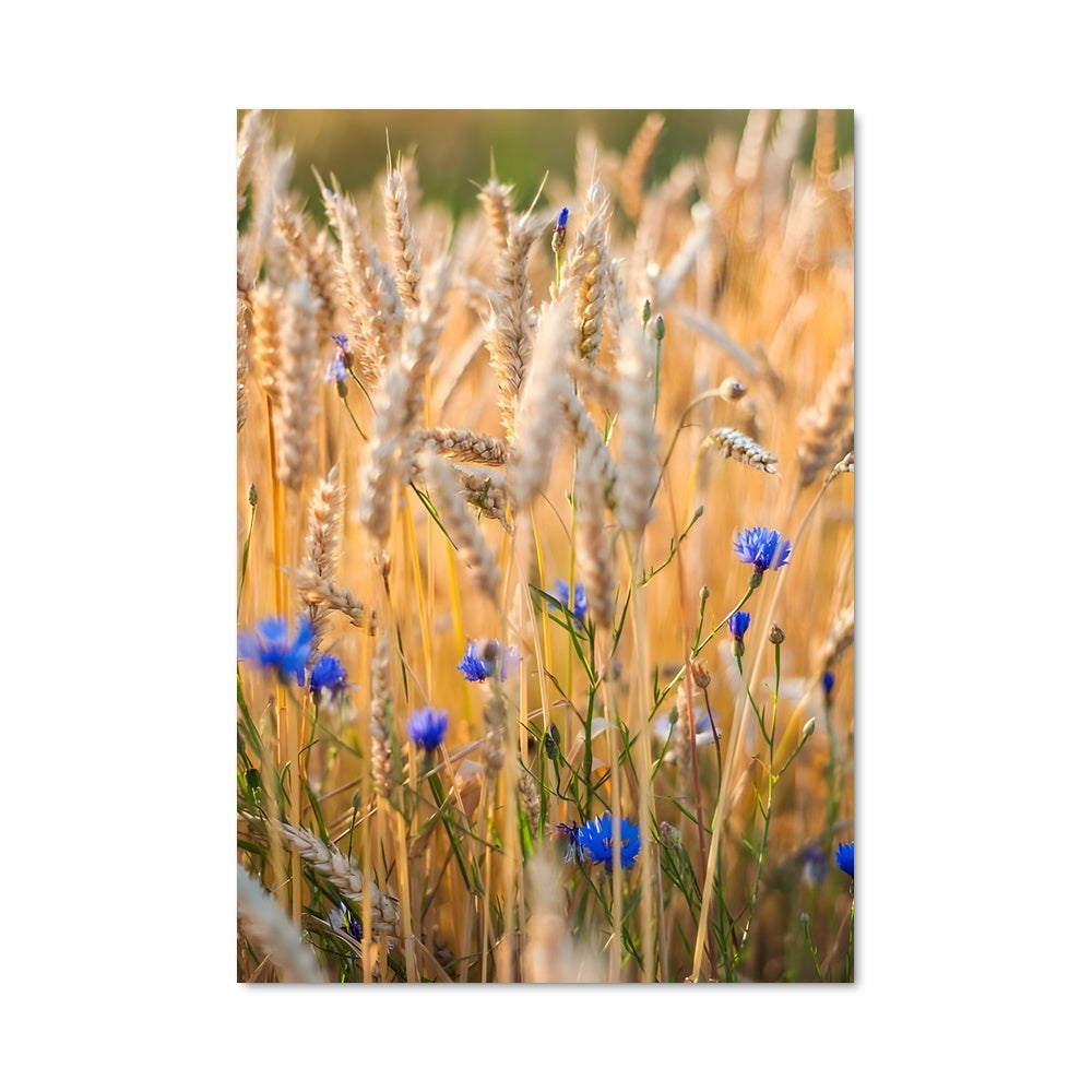 Poster Champs de Céréales