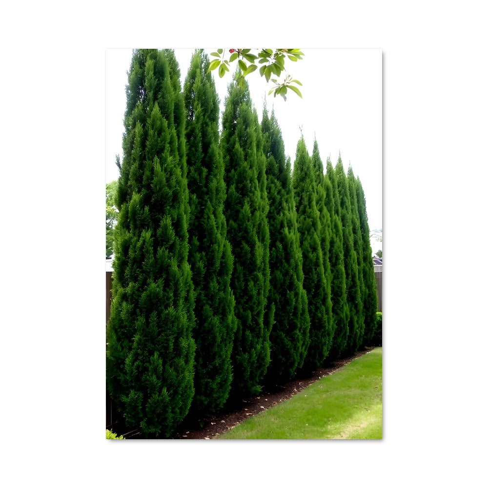 Poster Cypress 96941