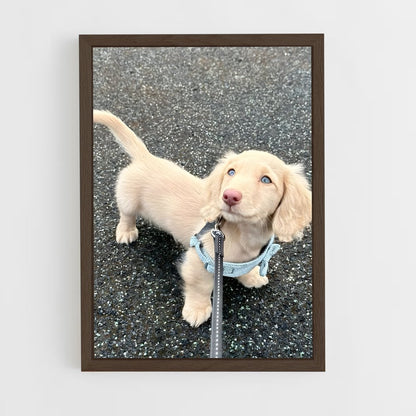 ap-dachshund-1 cadre Bois foncé