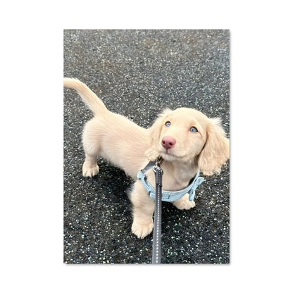Poster Petit Chien Charmant
