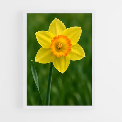 ap-daffodil-1 cadre Blanc