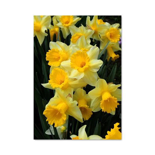 Poster Tournesol Radieux