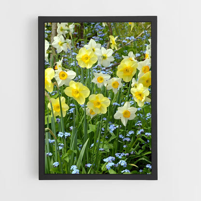 ap-daffodil-7 cadre Noir