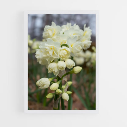 ap-daffodil-8 cadre Blanc