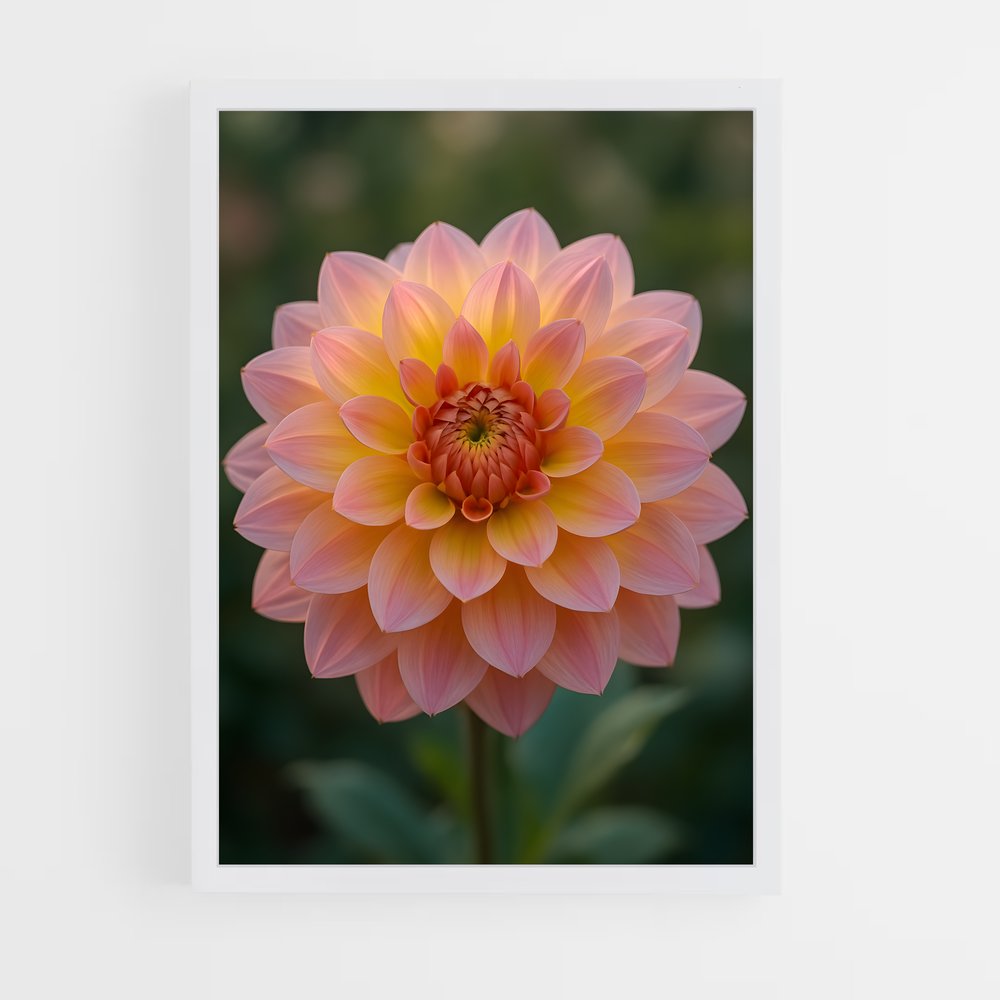 ap-dahlia-3 cadre Blanc