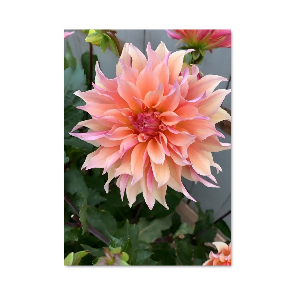 Poster Fleur de Dahlia