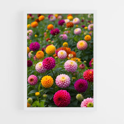 ap-dahlia-6 cadre Blanc