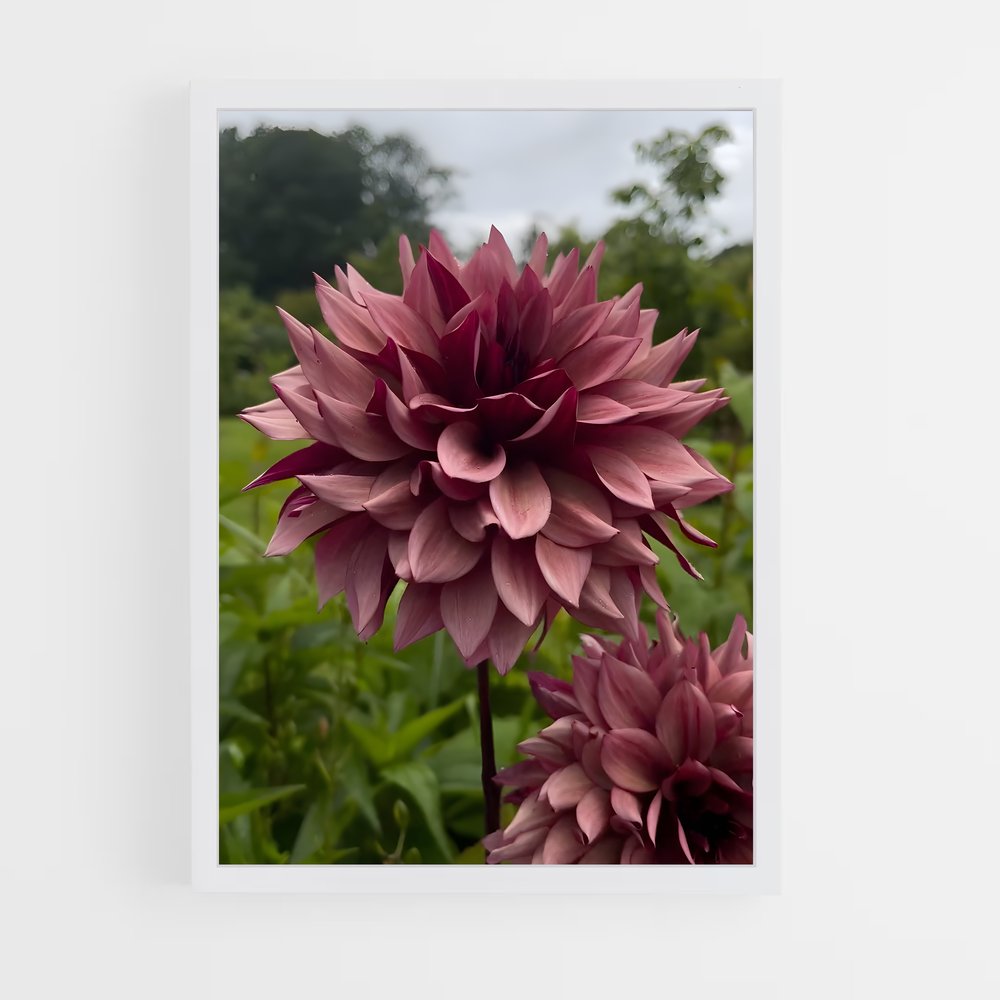 ap-dahlia-8 cadre Blanc