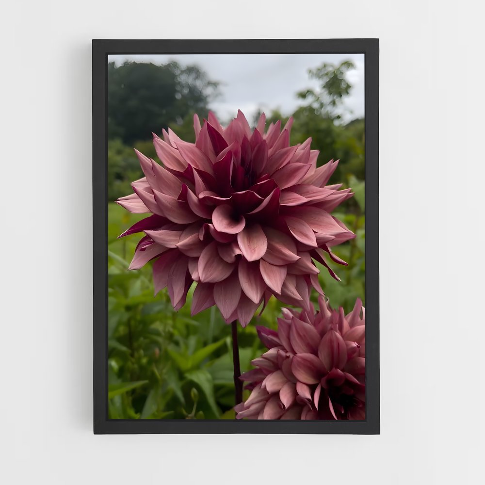 ap-dahlia-8 cadre Noir