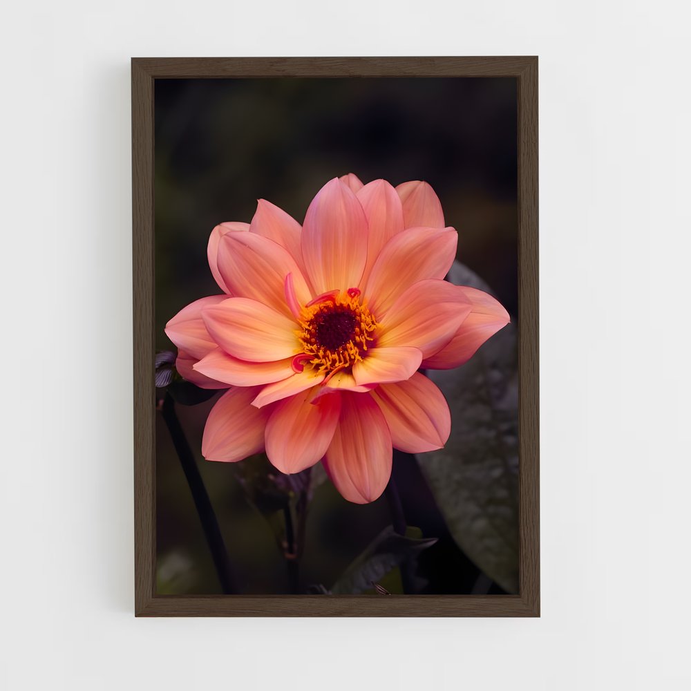 ap-dahlia-9 cadre Bois foncé