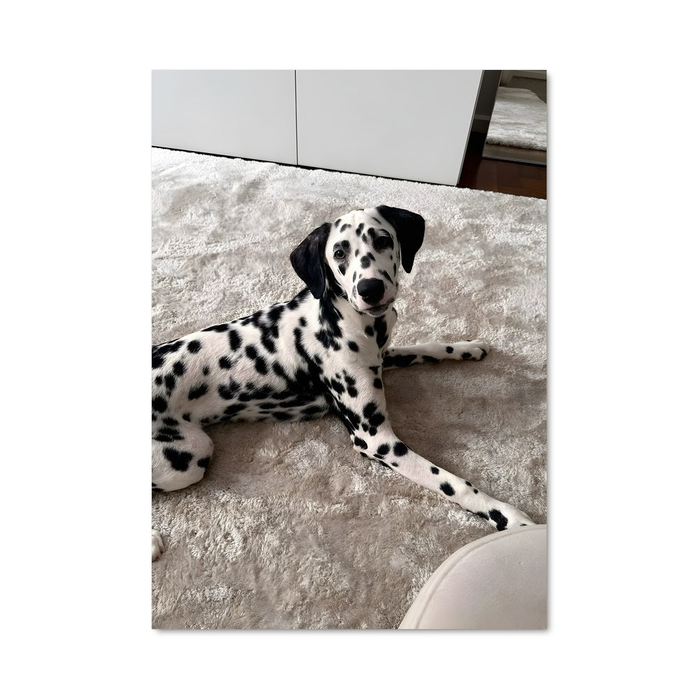 Poster Dalmatian Dream