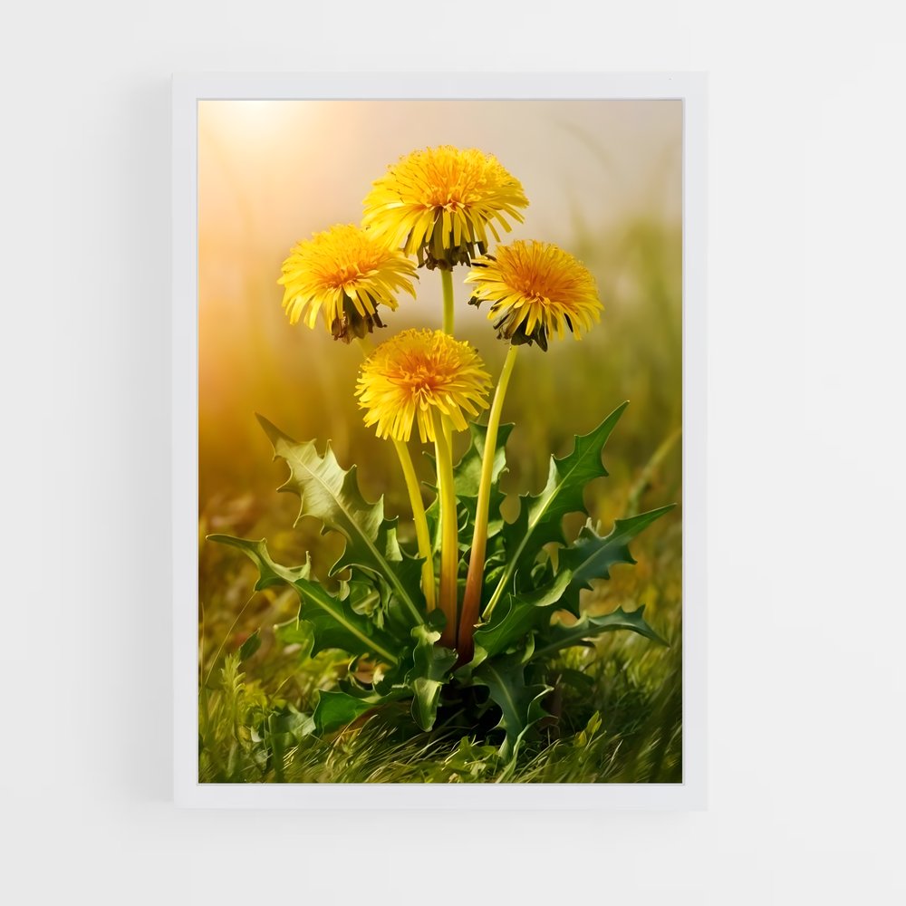 ap-dandelion-11 cadre Blanc