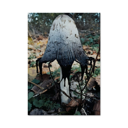 Poster Death cap 94207