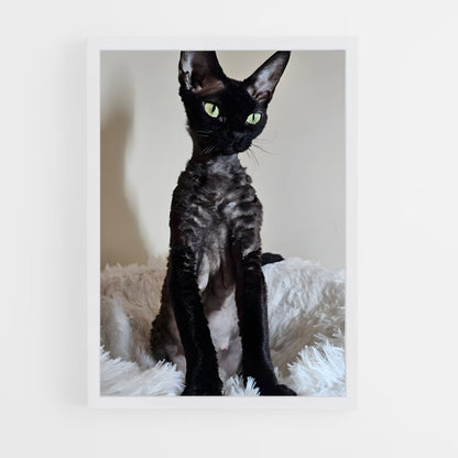 ap-devon rex-1 cadre Blanc