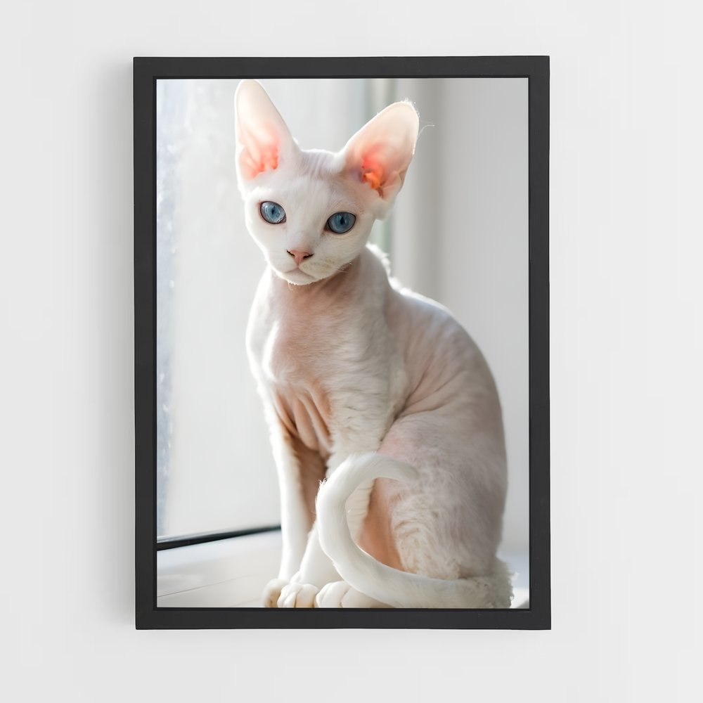 ap-devon rex-2 cadre Noir