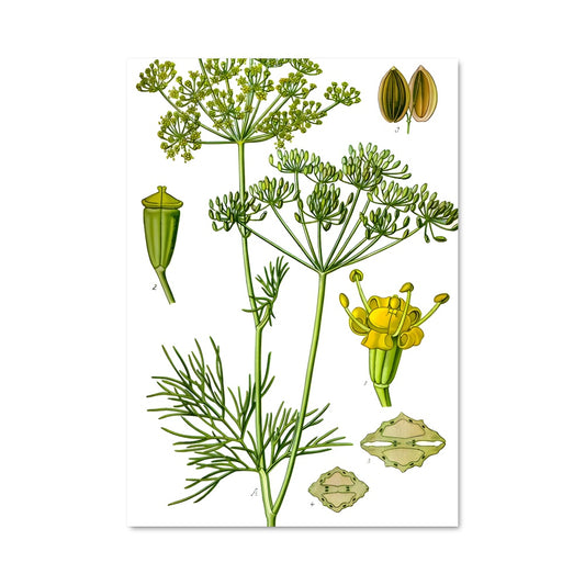Poster Fleur de Dill